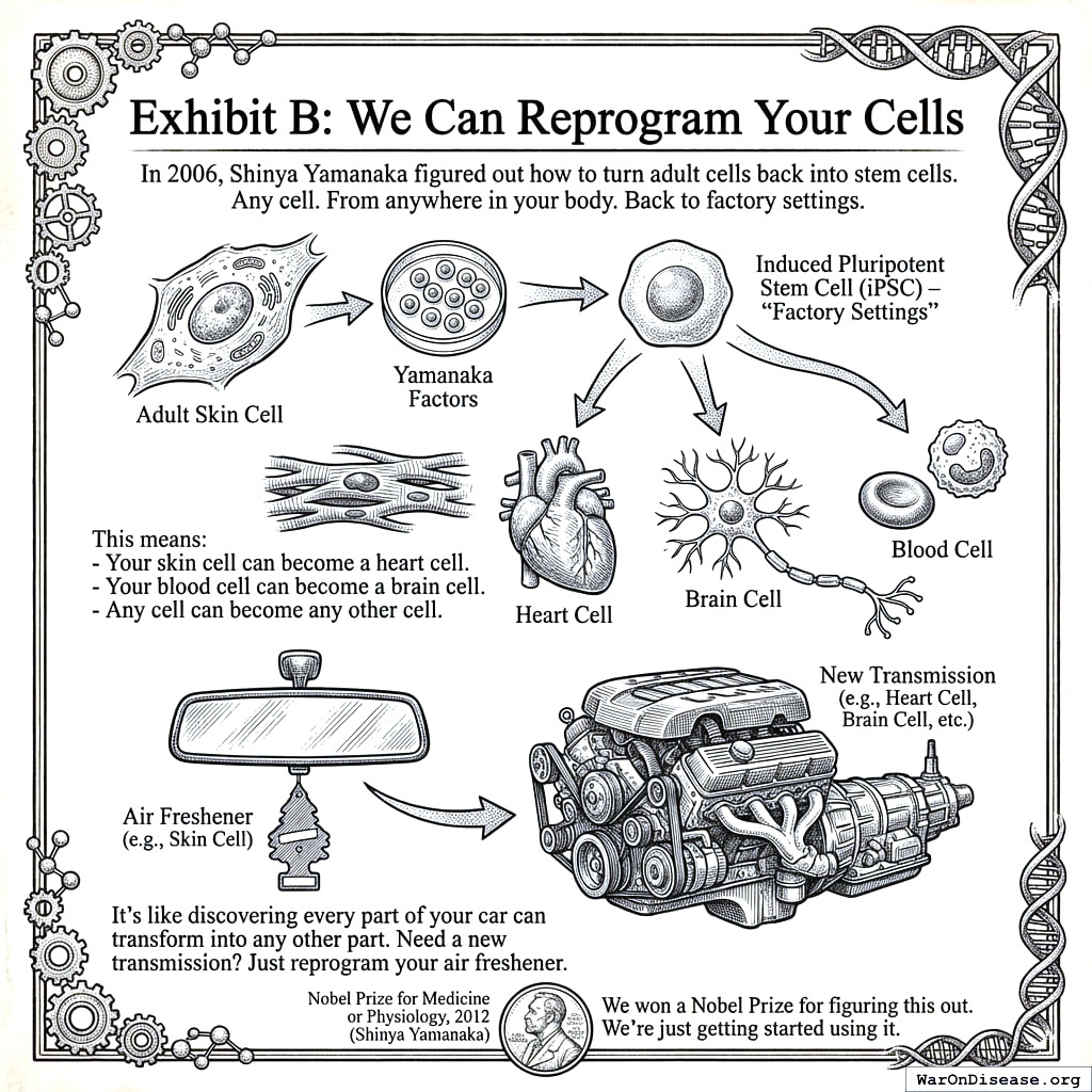 Take an adult cell. Convince it to forget what it is. Turn it into a baby cell. Tell it to become something else. This works. Biology is drunk.